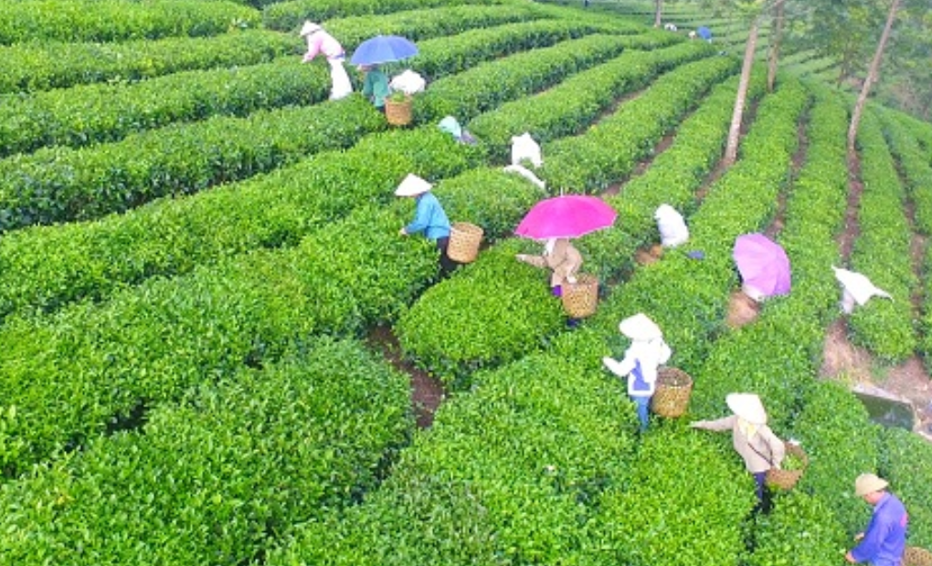 Chè Shan tuyết